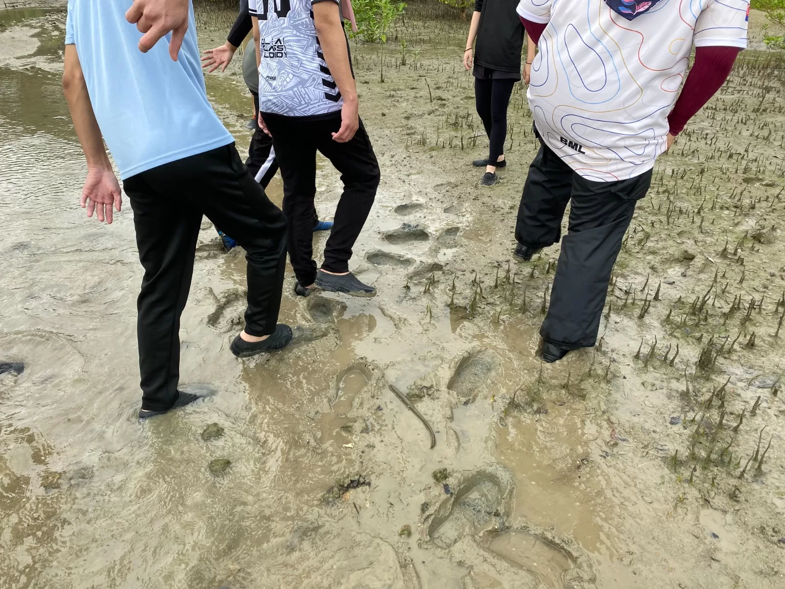 Planting Mangrove trees Forest City