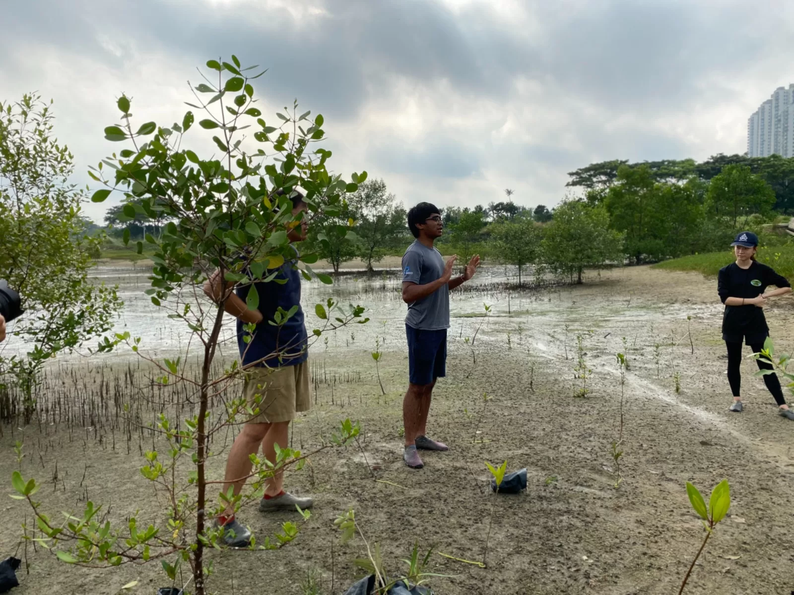 Planting Mangrove trees Forest City