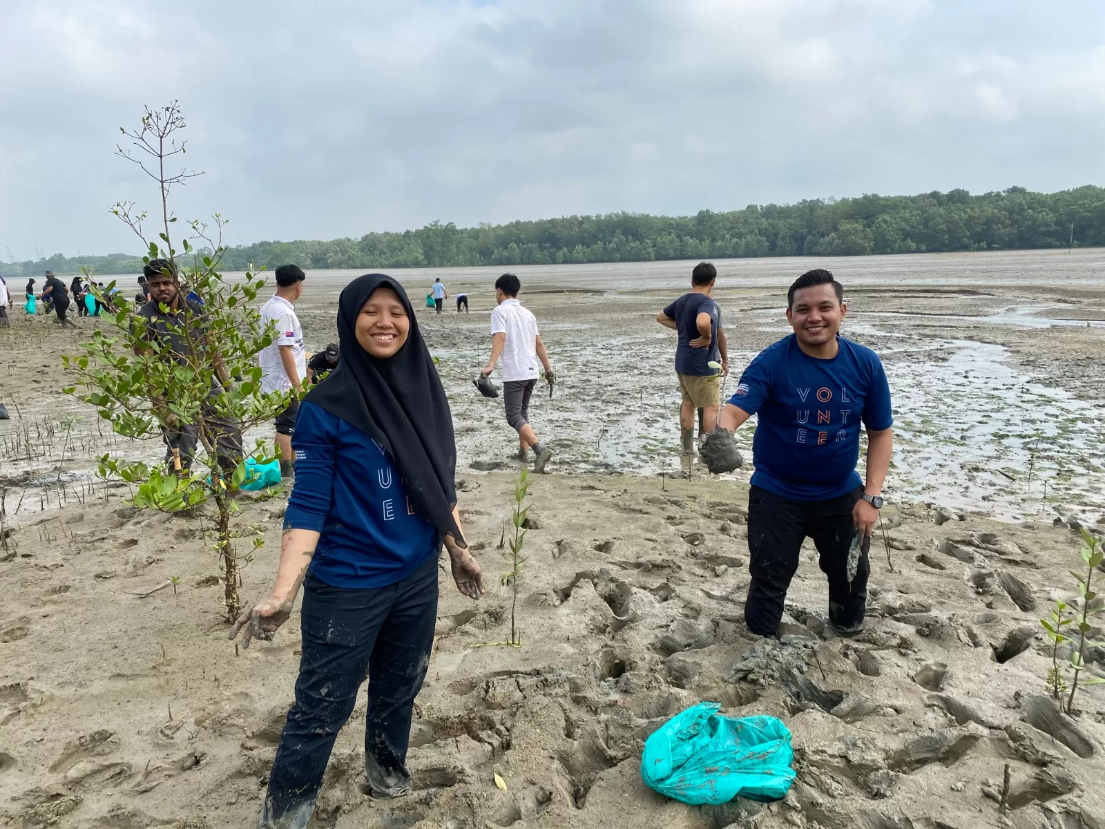 Planting Mangrove trees Forest City