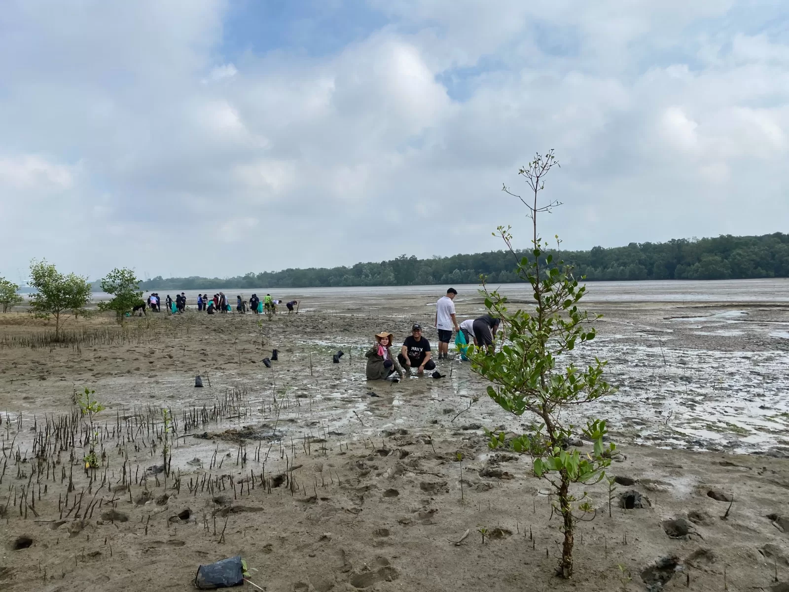 Planting Mangrove trees Forest City